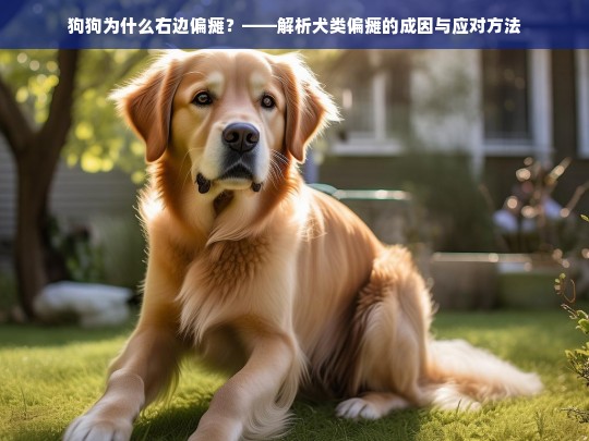 狗狗为什么右边偏瘫？——解析犬类偏瘫的成因与应对方法