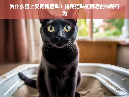 为什么猫上完厕所后叫？揭秘猫咪如厕后的神秘行为