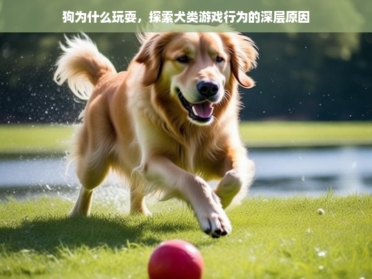 狗为什么玩耍，探索犬类游戏行为的深层原因