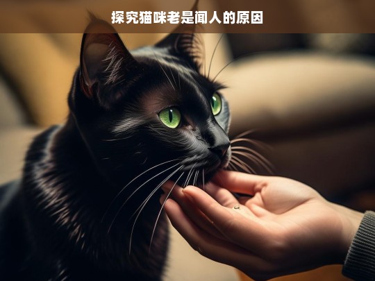 探究猫咪老是闻人的原因