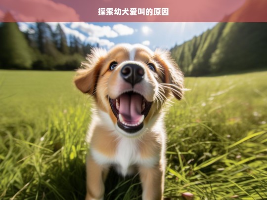 探索幼犬爱叫的原因