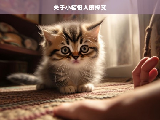 关于小猫怕人的探究