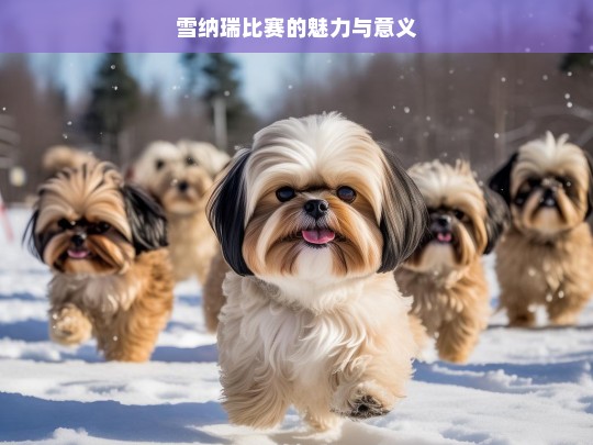 雪纳瑞比赛的魅力与意义